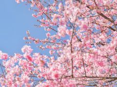 -高东镇樱花园