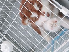 -翊宠yipet猫狗购宠庄园犬舍•猫舍