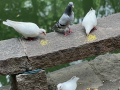 -西园寺