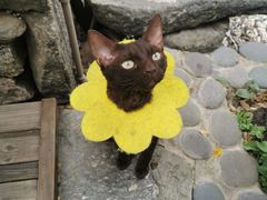 -喵屿·大理花园猫咖