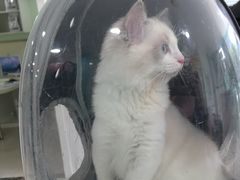 -佳雯宠物医院·皮肤科·内外科(春晓路分院)