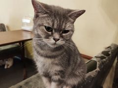 -猫色咖啡·猫咖