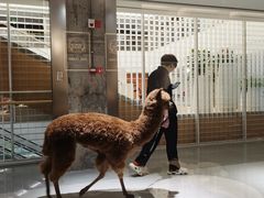 -顺香居·老字号湖北菜(江汉路店)