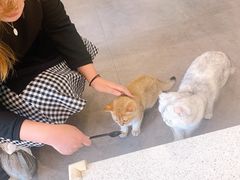 -飞行喵MR PILOT|猫舍·猫咖(静安大融城店)