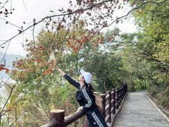 -羚羊峡古栈道森林公园