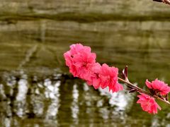 -海棠花溪(元大都城垣遗址公园)