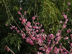 -陕西省西安植物园