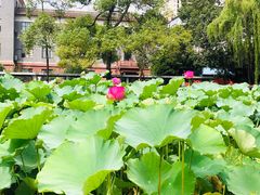 -四川大学(望江校区)