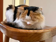 -有猫主题·治愈系猫咖(曾厝垵店)