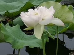 -荷塘月色湿地公园·向阳花洲