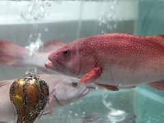 东星斑-甄御•海鲜新青岛菜(麦岛店)