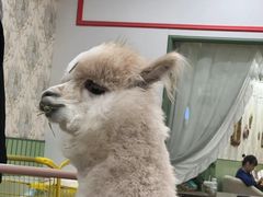 -怪兽屋·羊驼·猫咖·狗咖(俊华广场店)