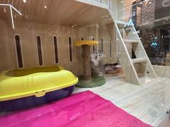 -momokira米努特·德文卷毛猫·棉花面纱犬