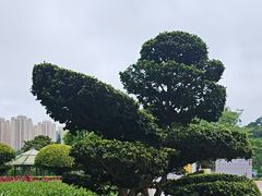 -石排湾郊野公园