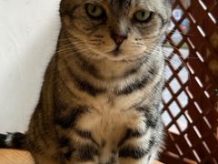 -猫友咖啡店(玉林西路店)