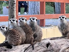 -北京野生动物园