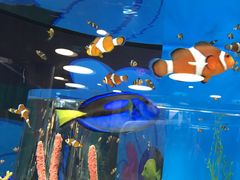 -瑞普利水族馆