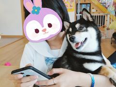 -南京Hallo宠物乐园·哈罗犬舍·柴犬繁育基地
