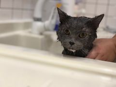 -猫大福·Fortune Cat猫舍(百子湾店)