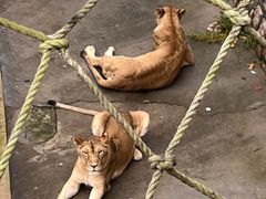 -西霞口神雕山野生动物世界