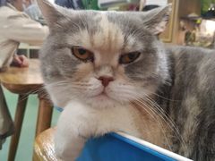 -藦茜花园宠物主题亲子互动体验馆(国顺东路店)