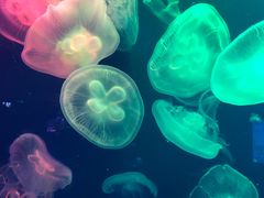 -成都浩海立方海洋公园