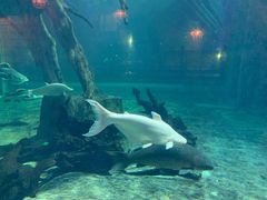 -华夏文旅海洋公园