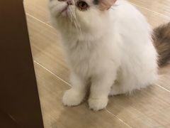 -momokira米努特·德文卷毛猫·棉花面纱犬