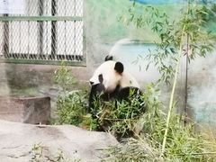 -上海野生动物园