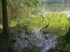 -溱湖国家湿地公园