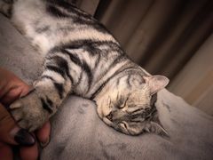 -瑞派宠物医院·犬猫全科·猫友好(宾水西道店)