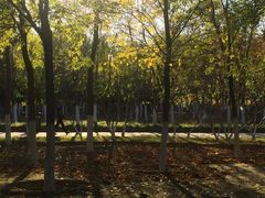 -大兴滨河森林公园