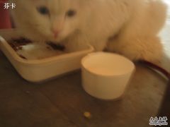 -Babycat私家御饼屋(龙头路一店)