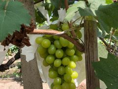 -马陆小张葡萄园农家乐