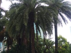 -九龙公园