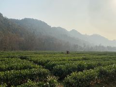 -中国茶叶博物馆(双峰馆区)