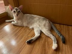 -MOCHA明星猫咖(田子坊店)