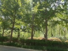 -元大都城垣遗址公园