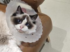 -藏猫猫咖啡主题馆(中央大道店)