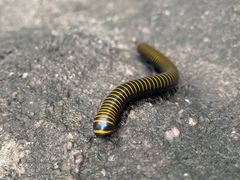 -碓臼峪自然风景区