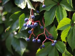 -北京张裕爱斐堡酒庄