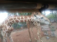 -清迈夜间动物园