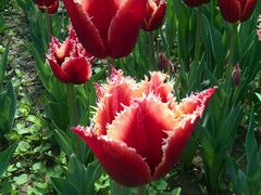 -洛阳郁金香牡丹园