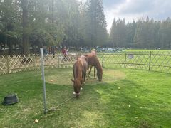 -黄海国家森林公园