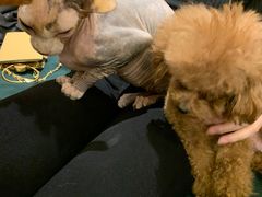 -more than meow吴止猫主题餐厅(承德 中船汇店)