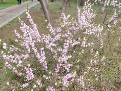 -洛阳市隋唐城遗址植物园
