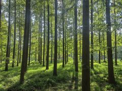 -黄海国家森林公园