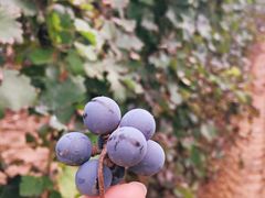 -北京张裕爱斐堡酒庄