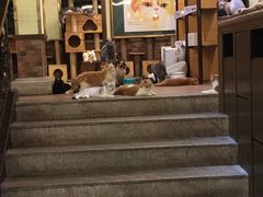 -more than meow吴止猫主题餐厅(承德 中船汇店)