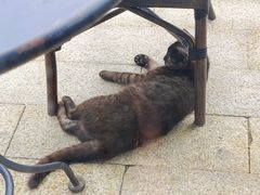 -星巴克(成都科学城店)